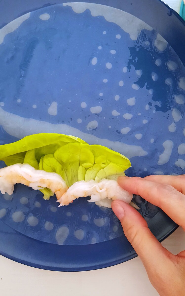placing shrimp and lettuce onto a spring roll wrapper